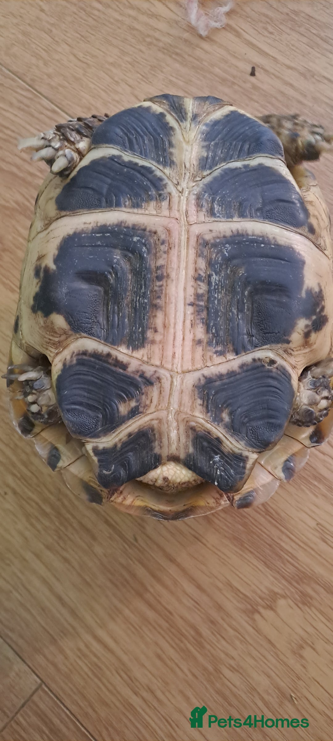 Tortoise reptiles for sale: Horsefield Tortoise  - Image 4