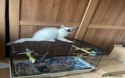 Ragdoll cats for sale: Ragdoll adults Purebred pedigree 5 generations  - Advert 38