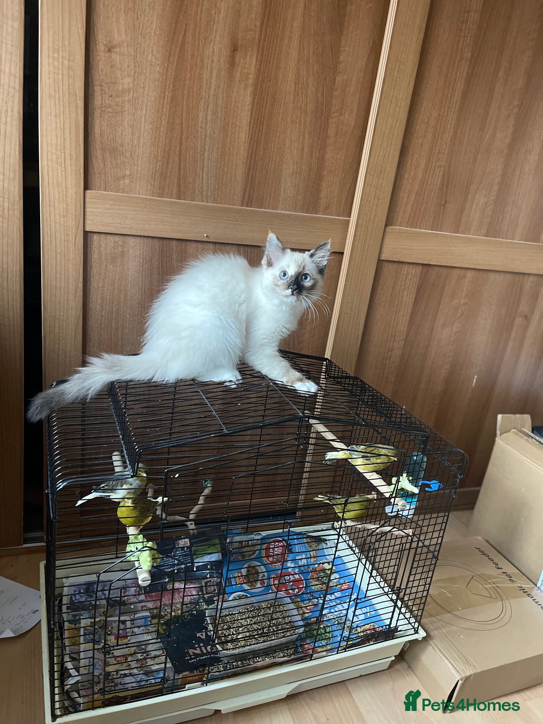 Ragdoll cats for sale: Ragdoll adults Purebred pedigree 5 generations  - Advert 38