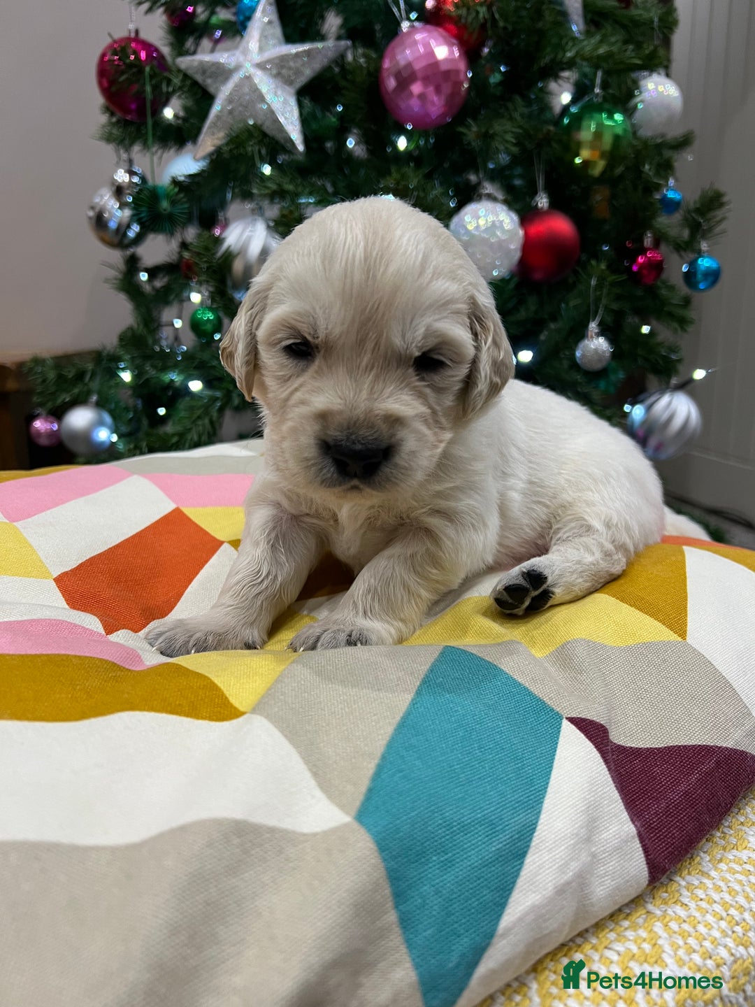 Golden Retriever dogs for sale:  Golden Retriever Puppies – KC Registered - Advert 11