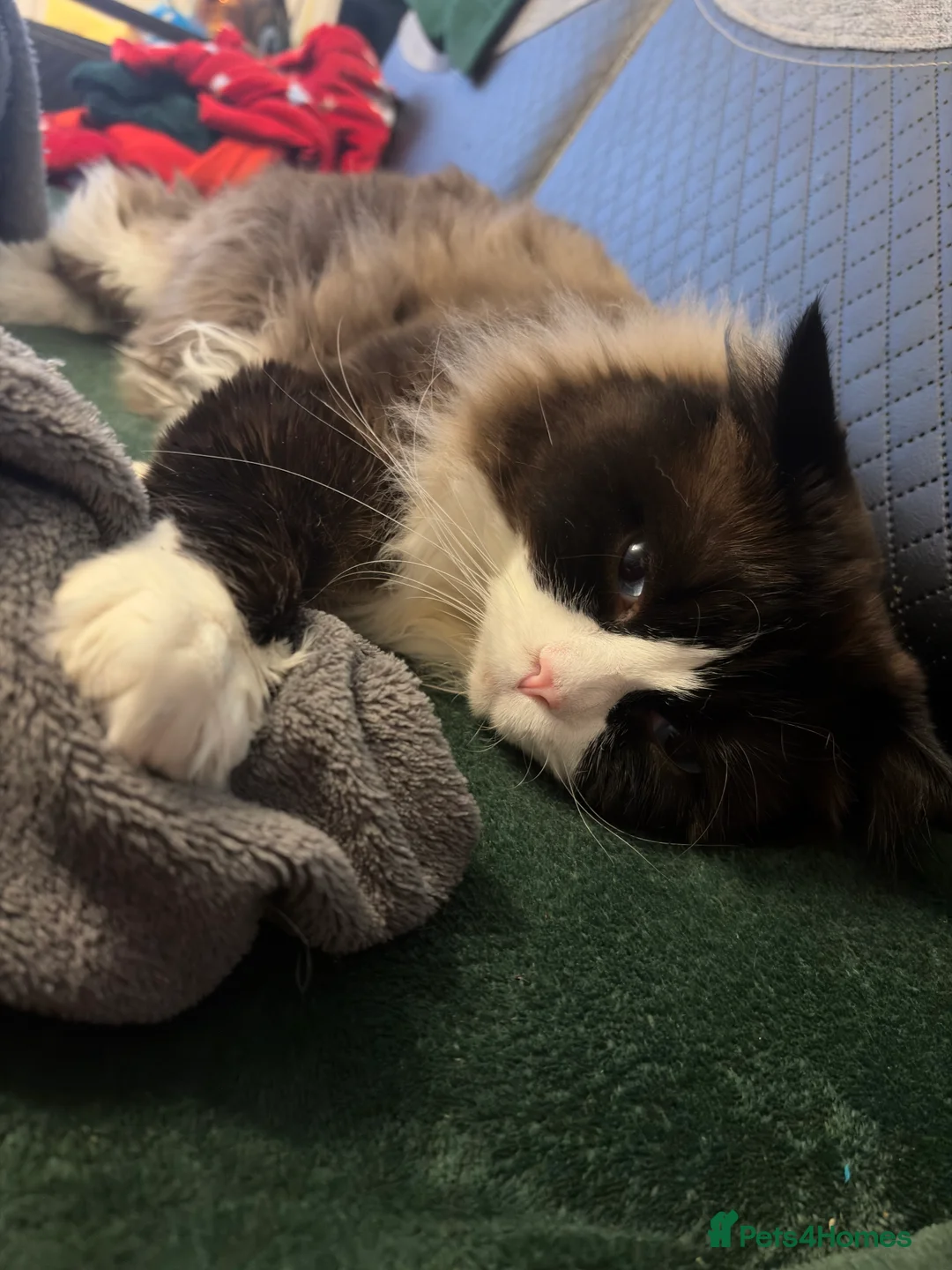 Mixed Breed cats for stud: PROVEN-STUD ONLY Seal Bicolor Max - Advert 13