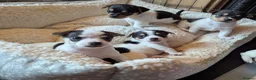 Jack Chi dogs for sale: Jack-Chi pups for sale. in Carmarthen - Advert 8