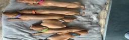 Hungarian Vizsla dogs for sale: Gwens puppies 🐾 - Advert 4