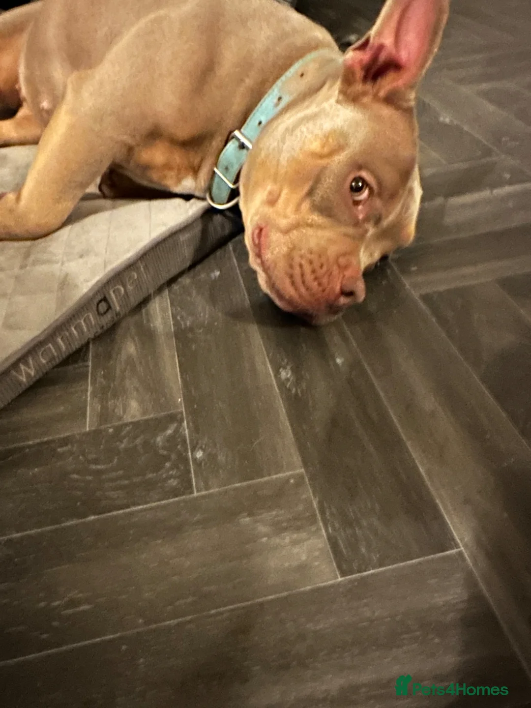 American Bulldog dogs for sale: Female pocket bully (Narla) - Advert 2