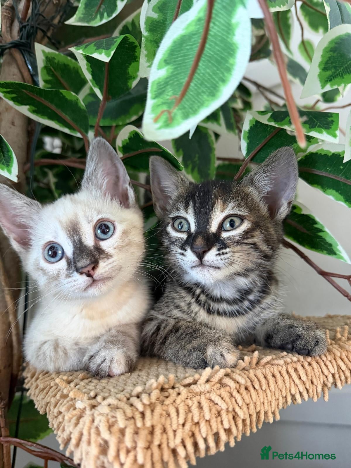 Bengal cats Bengal cross kittens - Advert 1