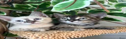 Bengal cats for sale: Bengal cross kittens - Advert 2