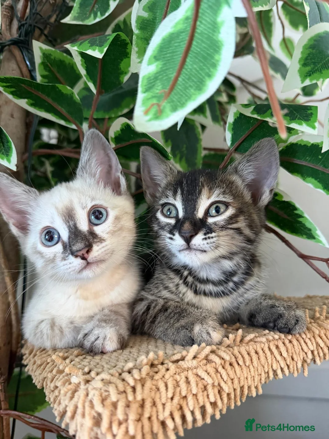 Bengal cats for sale: Bengal cross kittens - Advert 2