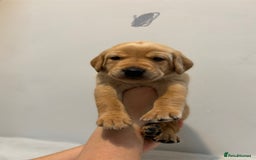 Labrador Retriever dogs for sale: Beautiful fox red puppies  - Image 24