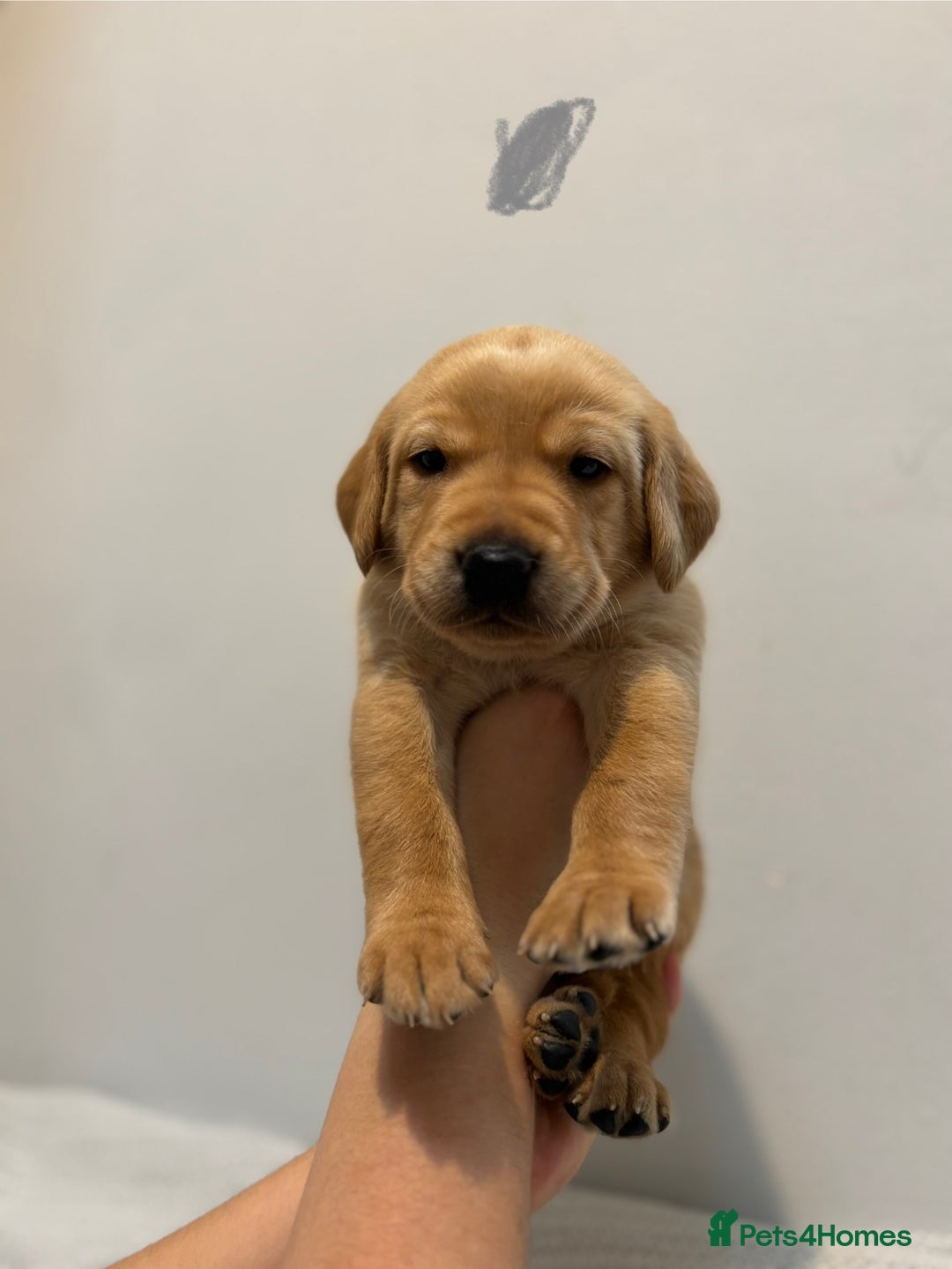 Labrador Retriever dogs for sale: Beautiful fox red puppies  - Image 24