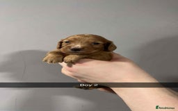 Cocker Spaniel dogs for sale: Cocker spaniel pups  - Image 15