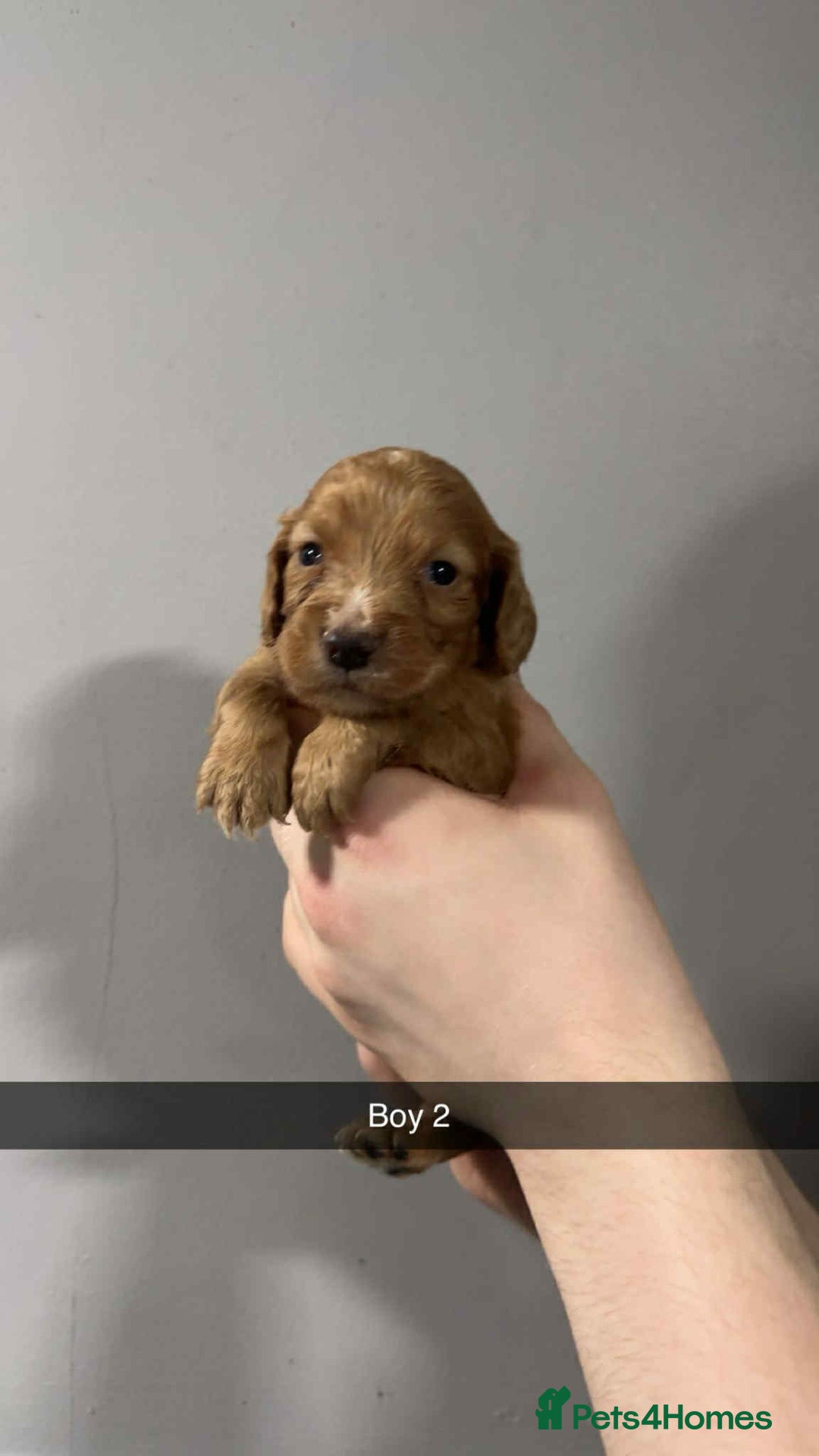 Cocker Spaniel dogs for sale: Cocker spaniel pups  - Image 15