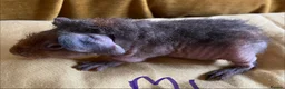 Guinea Pig rodents for sale: Skinny pig pups. Boys only  - Advert 7
