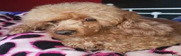 Toy Poodle dogs for stud: Stunning kc health tested toy poodle for stud - Advert 4
