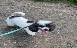 Miniature Poodle dogs for sale: KC Registered Miniature Parti Poodle - Image 3