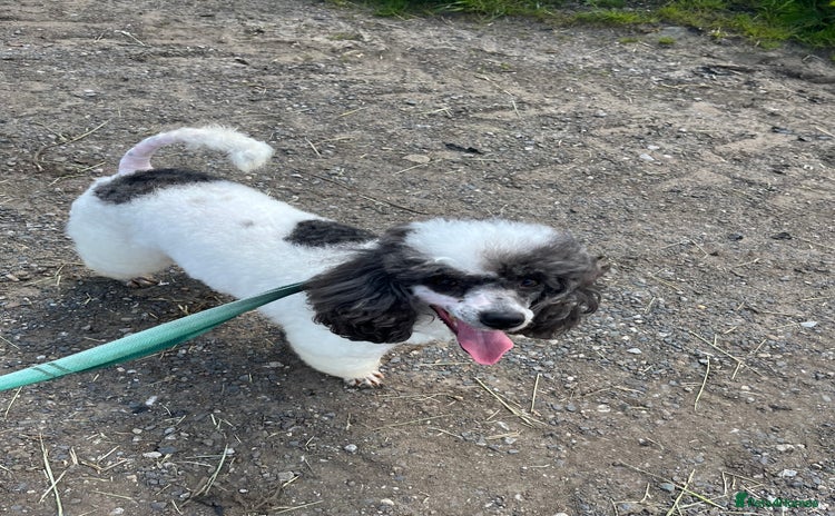 Miniature Poodle dogs KC Registered Miniature Parti Poodle - Advert 9