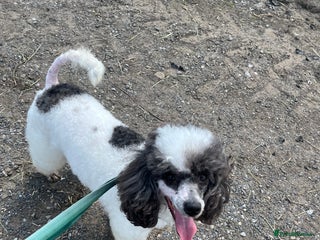 Miniature Poodle dogs KC Registered Miniature Parti Poodle - Advert 6