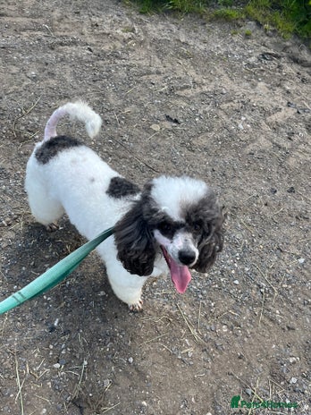 Miniature Poodle dogs KC Registered Miniature Parti Poodle - Advert 9