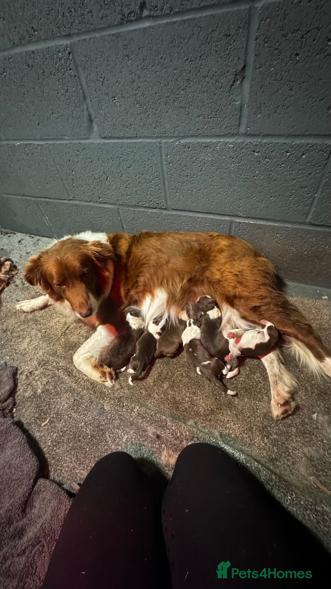 Border Collie dogs for sale: Beautiful Red tri pups  - Advert 3