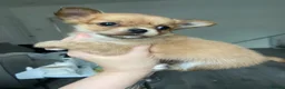 Chihuahua dogs for sale: ❌❌❌ STUNNING CHIHUAHUA PUPs ❌❌❌ - Advert 4