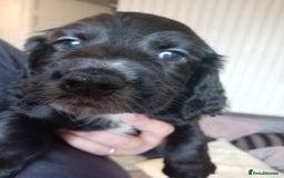 American Bully dogs for sale: Cocker spaniels - Image 2