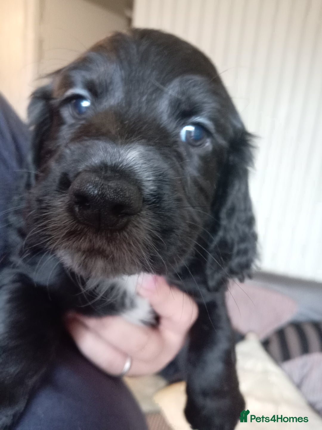 American Bully dogs for sale: Cocker spaniels - Image 2