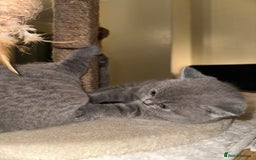 British Shorthair cats for sale: British Shorthair kittens Lilac/Blue 3 Girls 1 Boy - Image 30