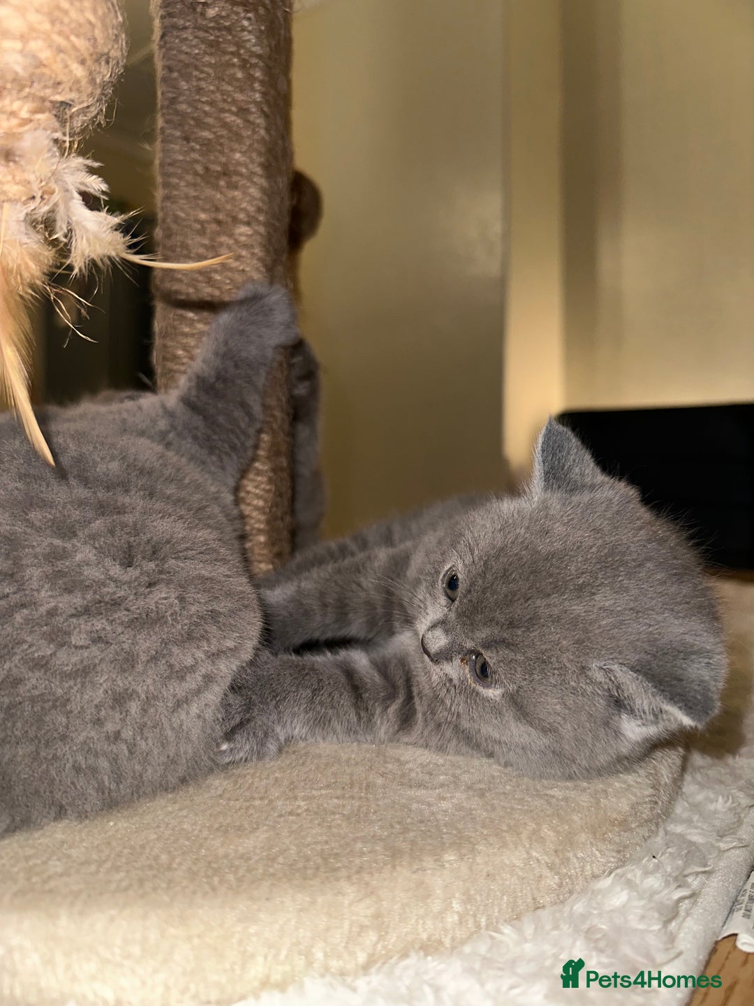 British Shorthair cats for sale: British Shorthair kittens Lilac/Blue 3 Girls 1 Boy - Image 30