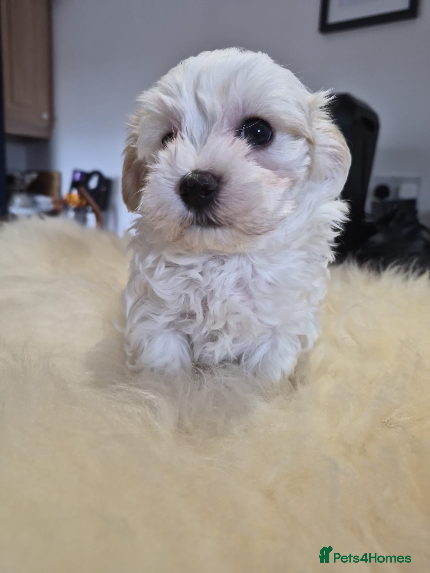 Maltipoo dogs Tiny Korean Multipoos - Advert 2