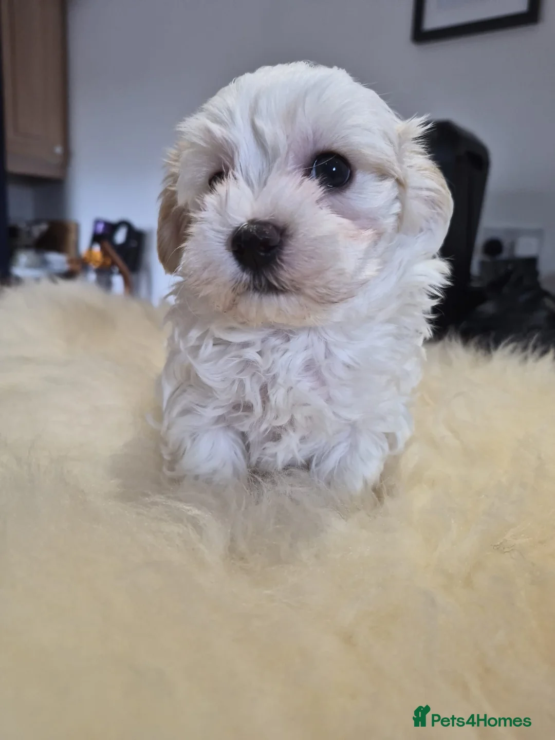 Maltipoo dogs for sale: Tiny Korean Multipoos in Beverley - Advert 2