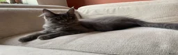 Maine Coon cats for sale: TICA Registered Maine Coon Kitten Female  - Advert 4