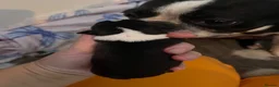 Boston Terrier dogs for sale: 5 Outstanding Wildax & Skin Deep  - Advert 13