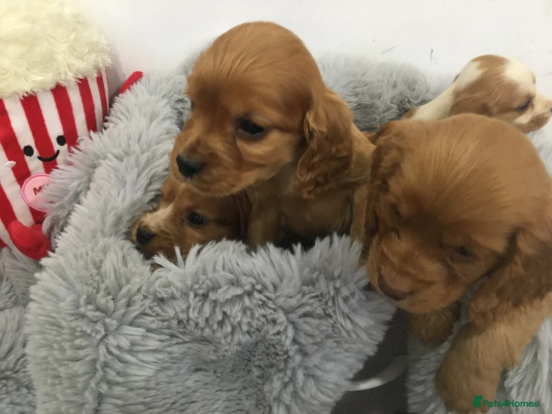 Cocker Spaniel dogs for sale: Show type cocker spaniel now ready to leave in Daventry - Advert 30
