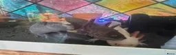 Axolotl reptiles for sale: 3 baby axolotls and 2 adults  - Advert 1