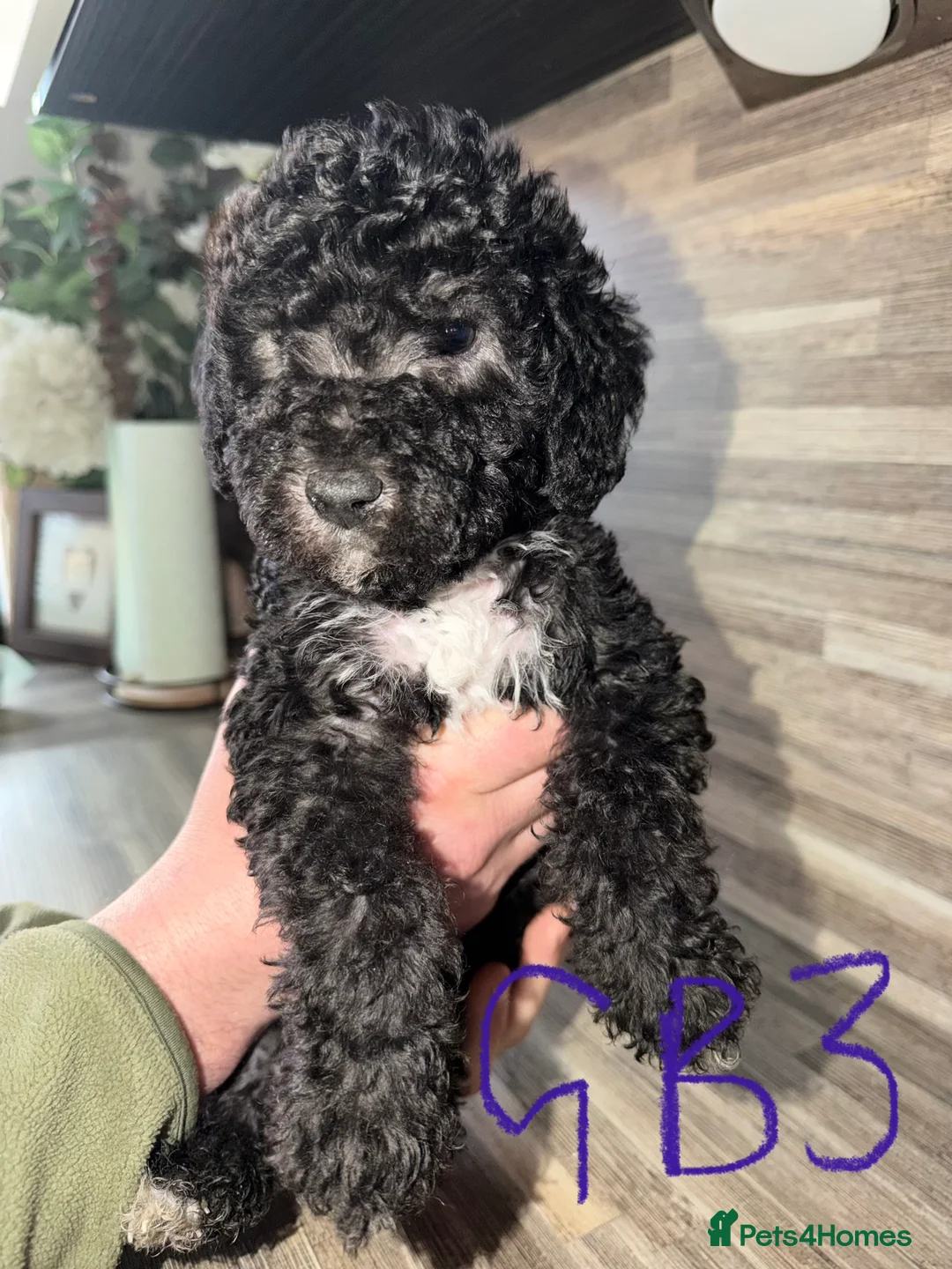 Mixed Breed dogs for sale: Bedlington terrier/collie whippet mix  - Advert 14