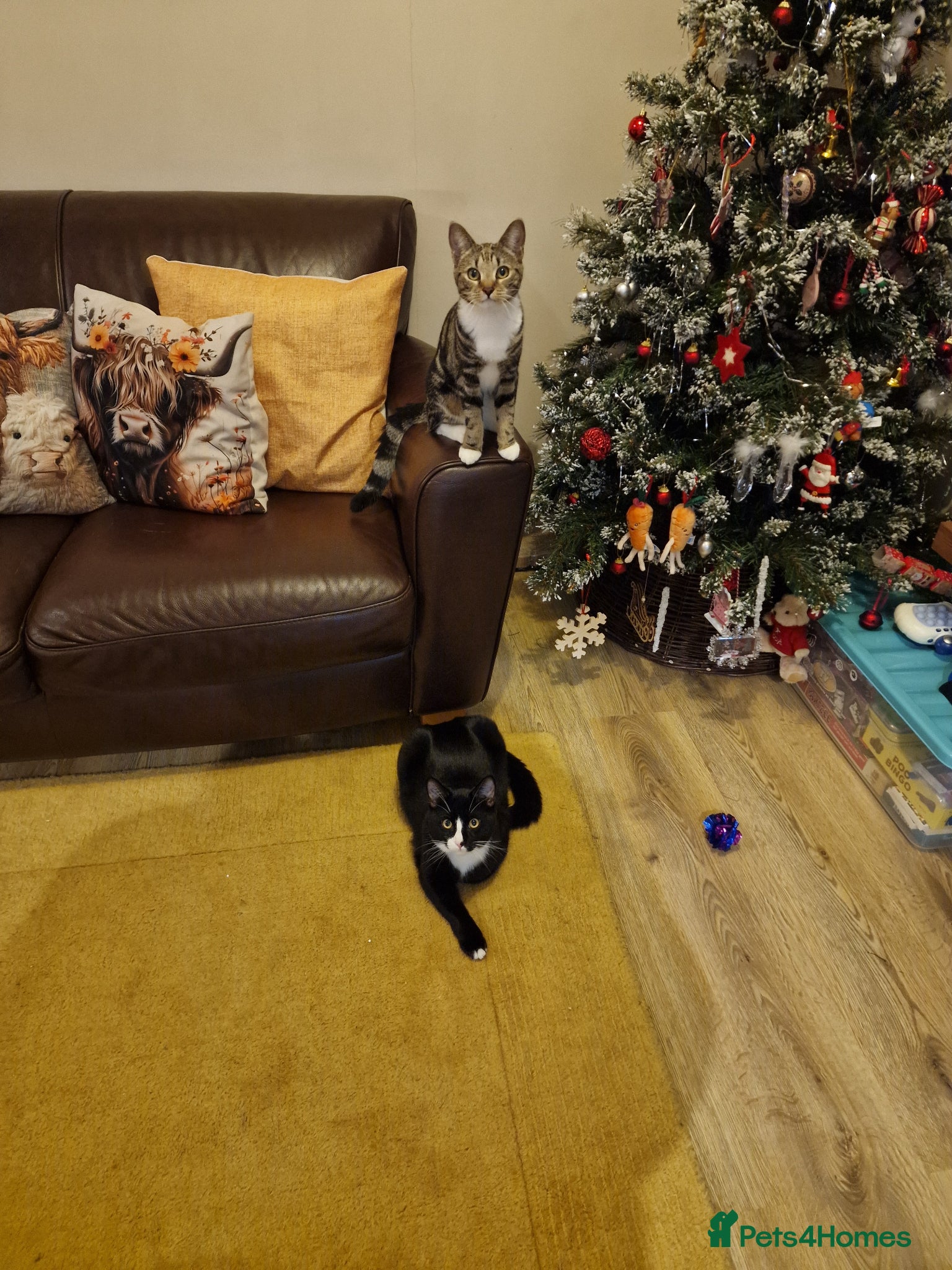 Mixed Breed cats Cats for sale - Orea and Malteser  - Advert 18
