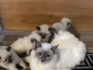 Ragdoll cats Gorgeous Ragdoll kittens - Advert 2