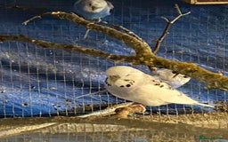 Budgerigars birds for sale: 3 pairs of budgies, searching for new homes  - Image 10