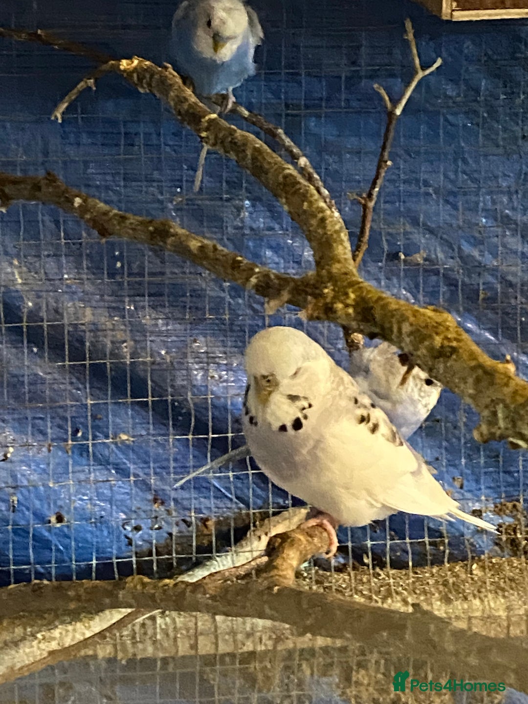 Budgerigars birds for sale: 3 pairs of budgies, searching for new homes  - Image 10