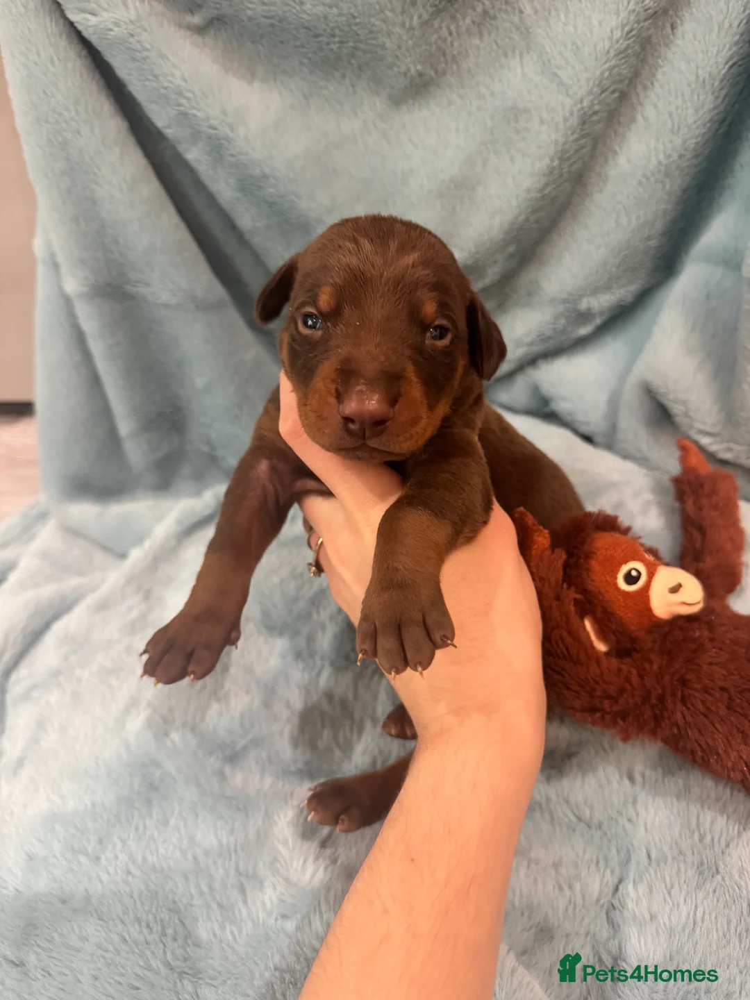 Dobermann dogs for sale: Brown and tanned Doberman puppies KC registered   - Advert 9
