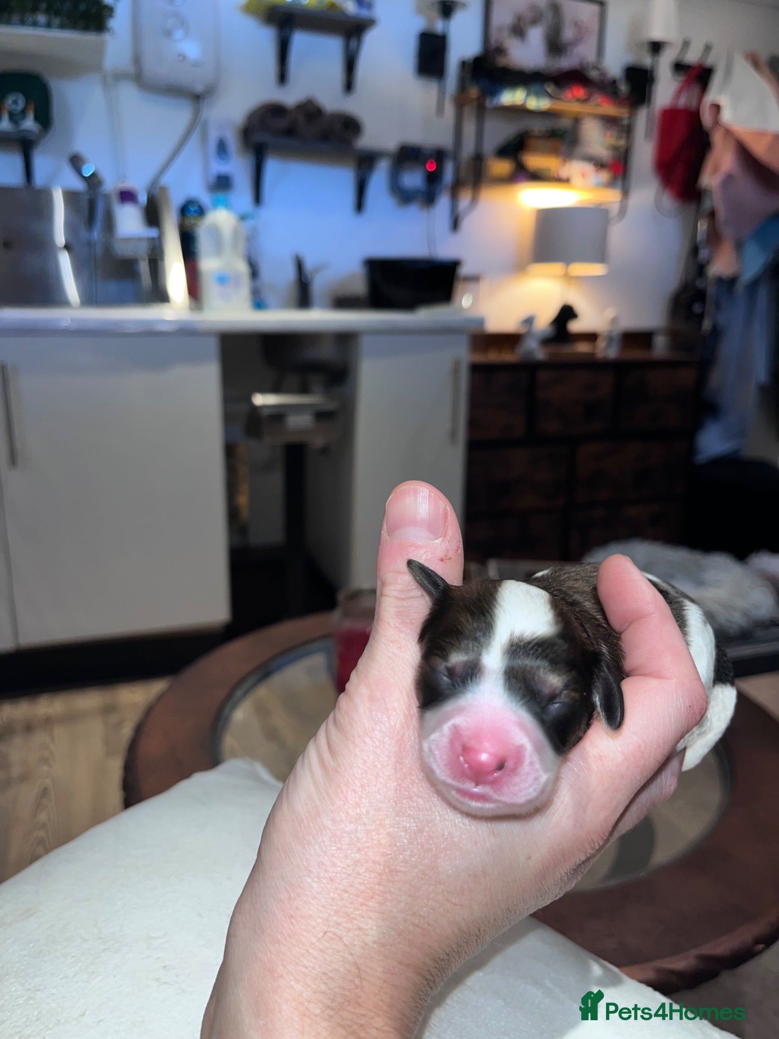 Cavapoo dogs TOY cavapoo puppies  - Advert 2