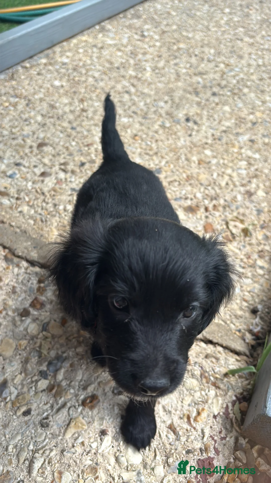Doxiepoo dogs for sale: 4 beautiful Dacshund cross poodle  - Advert 12