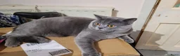 British Shorthair cats for stud: British shorthair blue boy for stud - Advert 6