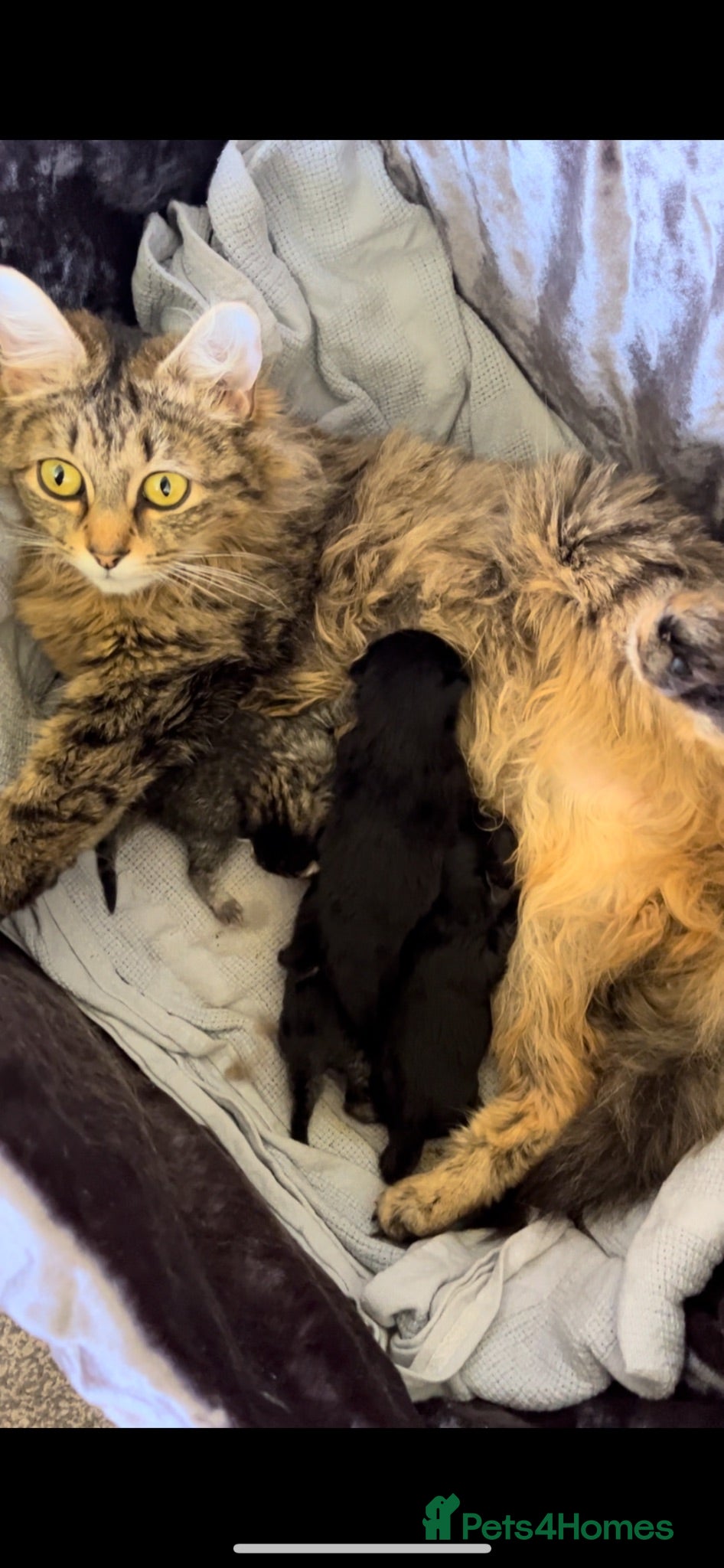Persian cats Long haired Persian x kittens - Advert 5