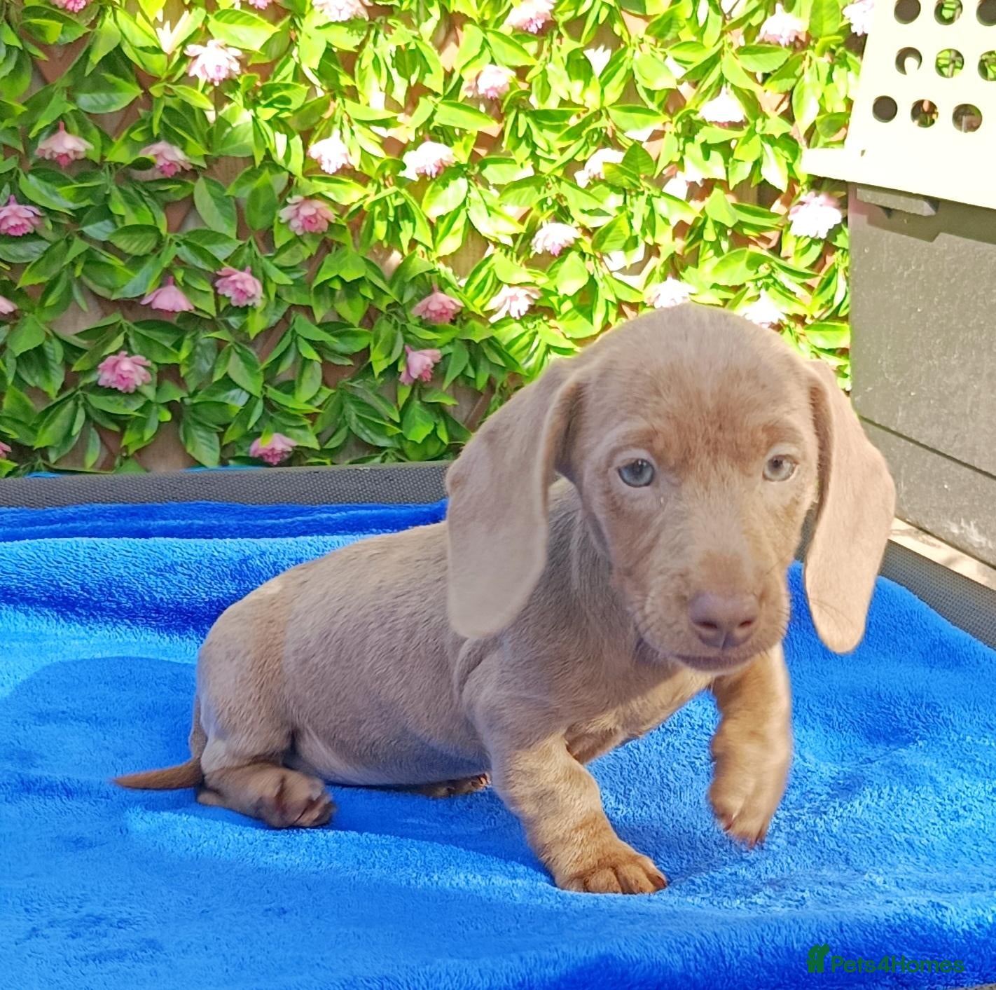 Miniature Dachshund dogs KC Reg PRA Clear mini solid colours  - Advert 1