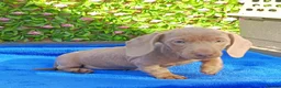 Miniature Dachshund dogs for sale: FULLY VAX BELLA KC Reg PRA Clear mini solid - Advert 2