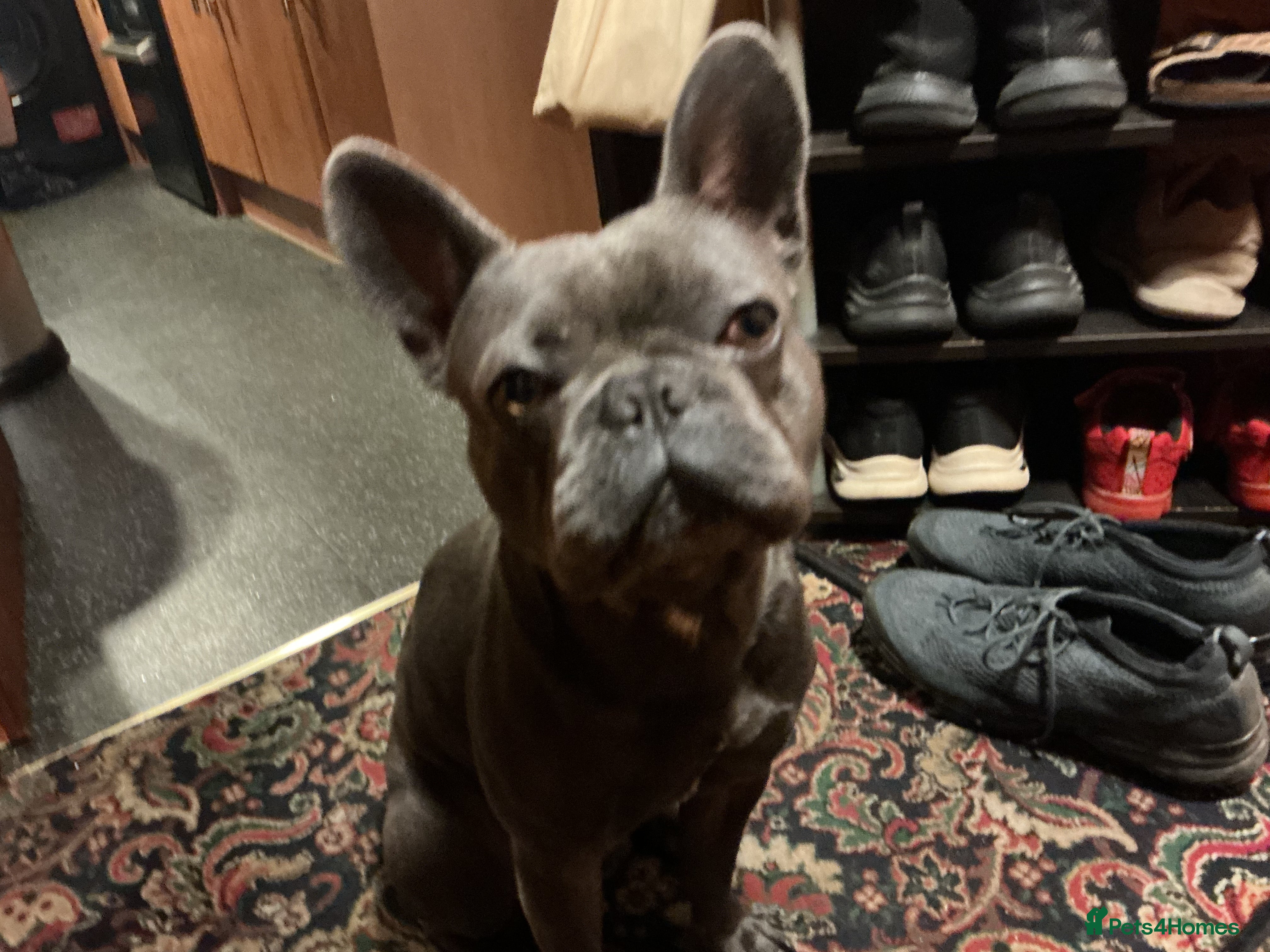 French Bulldog dogs Lewie Frenchbulldog for stud  in Rainham - Advert 1