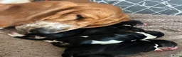 Basset Hound dogs for sale: Beautiful KC registered basset hounds - Advert 31