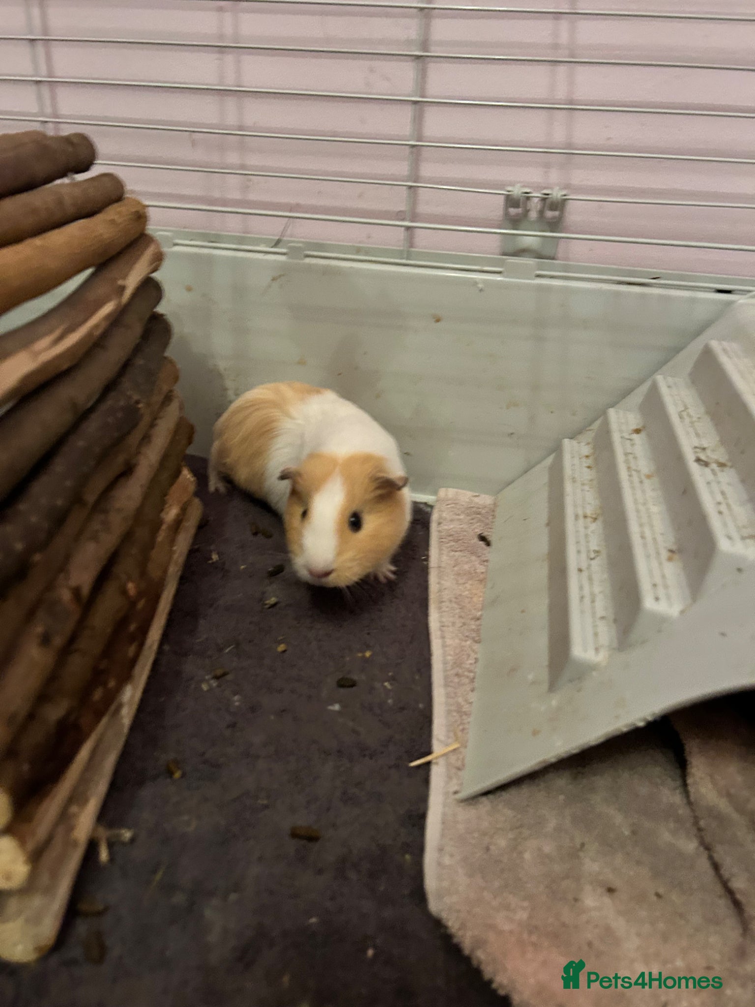 Guinea Pig rodents 2x adorable female guinea pigs  - Advert 1