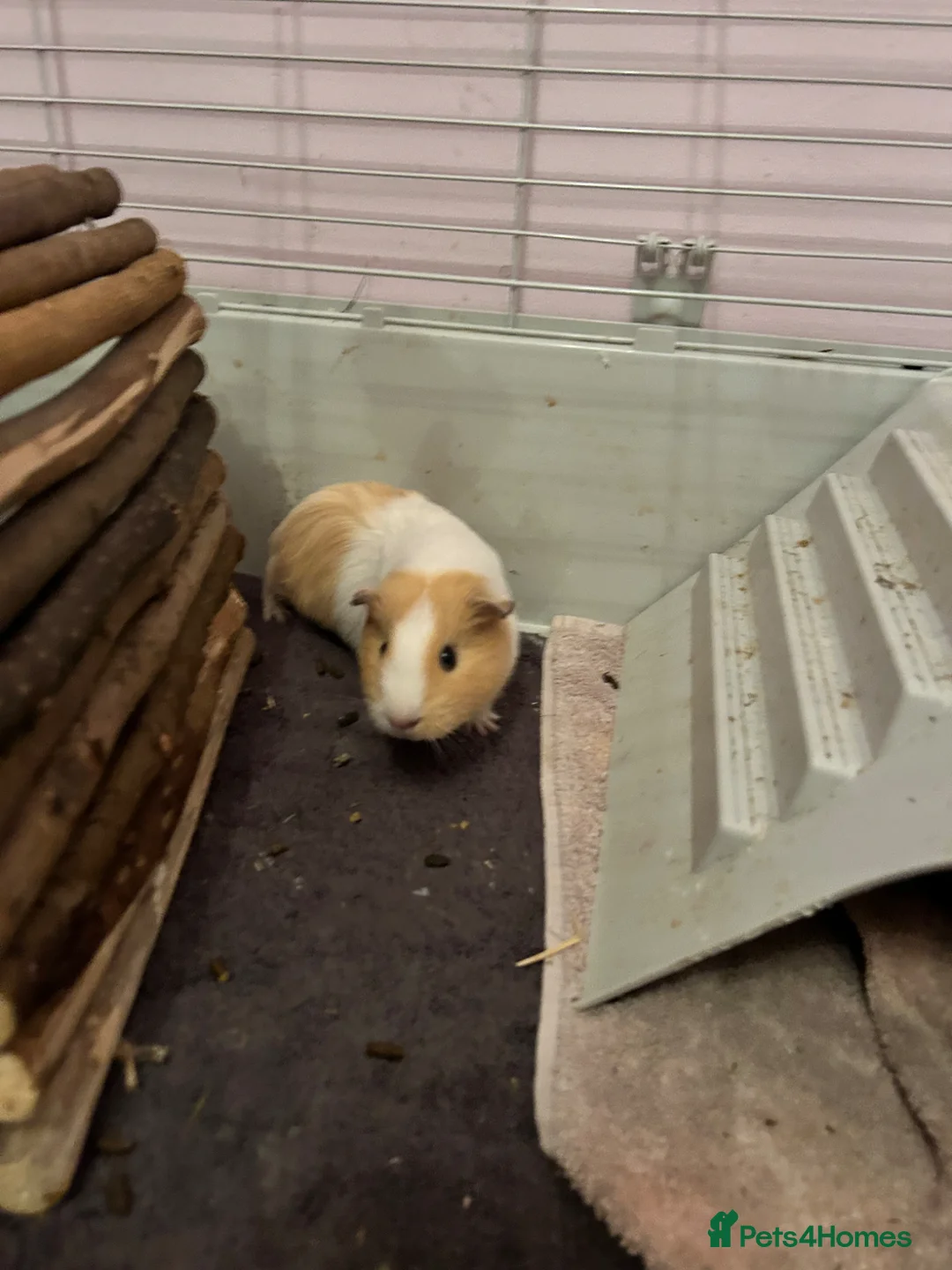 Guinea Pig rodents for sale: 2x adorable female guinea pigs  - Advert 1