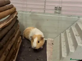 Guinea Pig rodents 2x adorable female guinea pigs - Advert 1